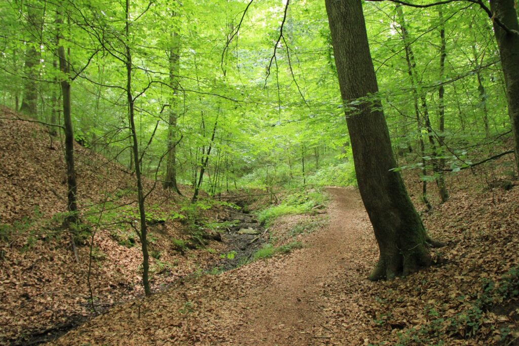 1 bild ak wald