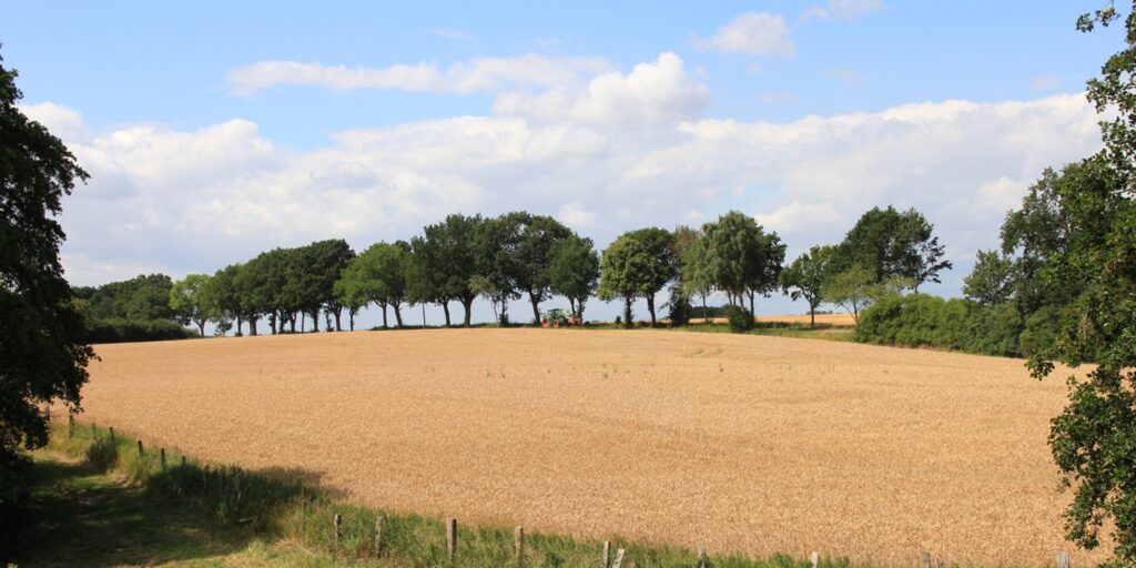 1 nonv. hypnose feld mit allee schmal