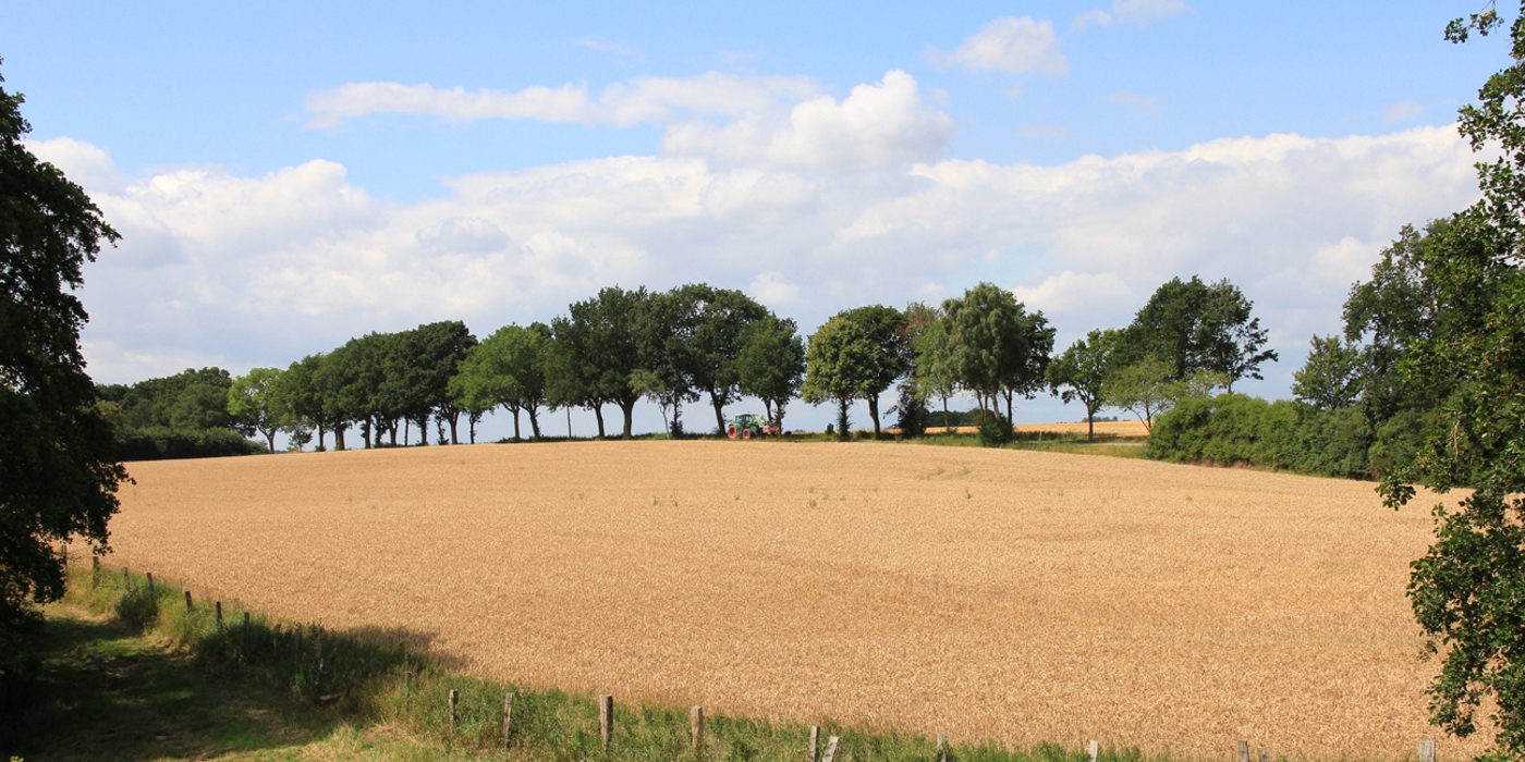 1 nonv. hypnose feld mit allee schmal